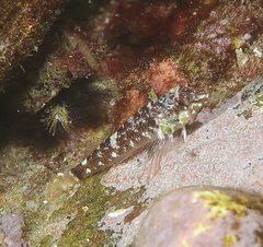 Enneapterygius atrogulare