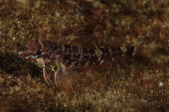 Enneapterygius atrogulare