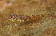 Enneapterygius atrogulare