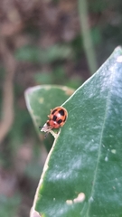 Stenotarsus pardalis