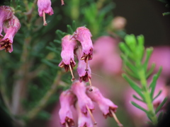 Erica australis