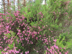 Erica australis