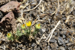 Calendula tripterocarpa