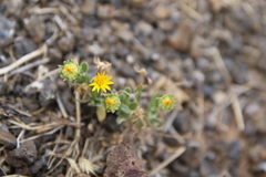 Calendula tripterocarpa