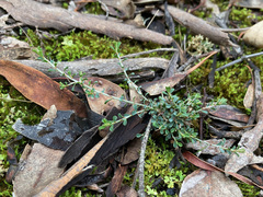 Pultenaea largiflorens