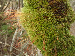 Leptostomum inclinans