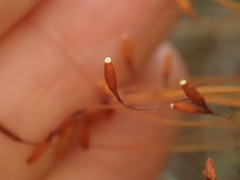 Leptostomum inclinans