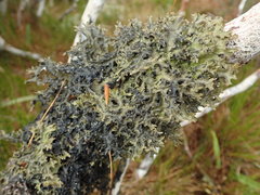 Pseudocyphellaria physciospora