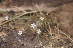 Gypsophila capillaris