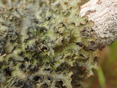 Pseudocyphellaria physciospora