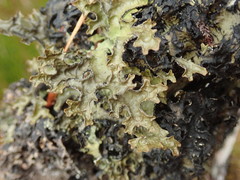 Pseudocyphellaria physciospora