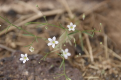 Gypsophila capillaris