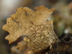 Pseudocyphellaria physciospora