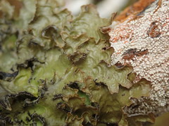 Pseudocyphellaria physciospora