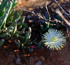 Cephalophyllum framesii