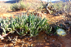 Cephalophyllum framesii