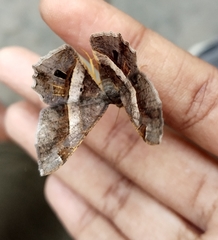 Chiasmia nora
