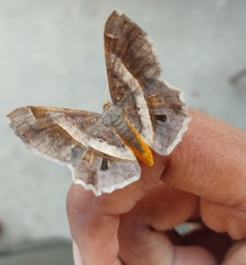 Chiasmia nora