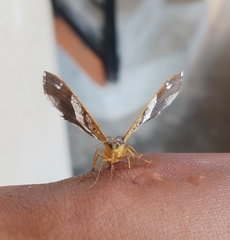 Chiasmia nora
