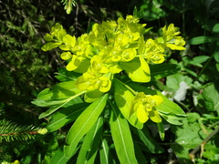 Euphorbia austriaca