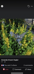 Lysimachia punctata