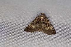 Dichromodes denticulata