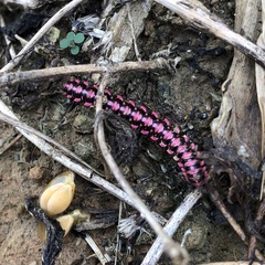 Antheromorpha uncinata