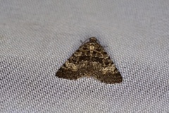 Dichromodes denticulata