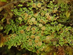 Psoroma asperellum
