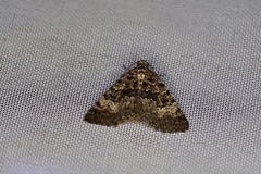 Dichromodes denticulata