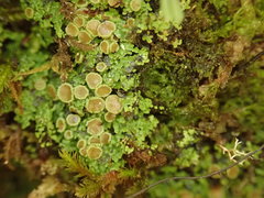 Psoroma asperellum