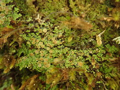 Psoroma asperellum