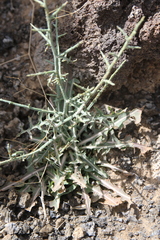 Lactuca orientalis