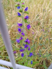Echium vulgare