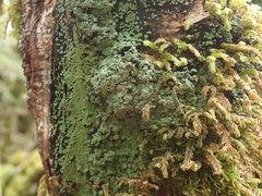 Xanthopsoroma contextum