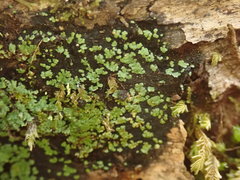 Xanthopsoroma contextum