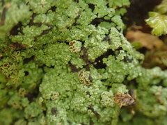 Xanthopsoroma contextum