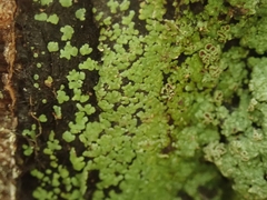 Xanthopsoroma contextum