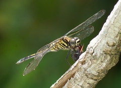 Orthetrum poecilops
