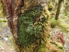 Xanthopsoroma contextum