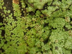 Xanthopsoroma contextum