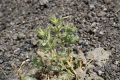 Salvia spinosa