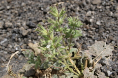 Salvia spinosa