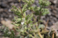 Salvia spinosa