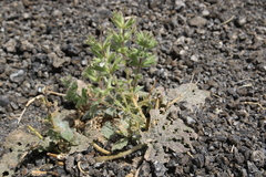 Salvia spinosa