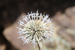 Echinops glaberrimus