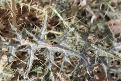 Echinops glaberrimus