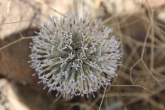 Echinops glaberrimus