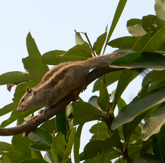 Funambulus pennantii