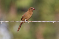 Neochmia phaeton phaeton